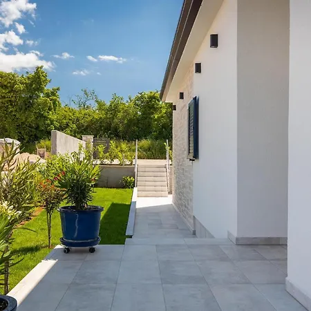 Camelia * Πόρετς